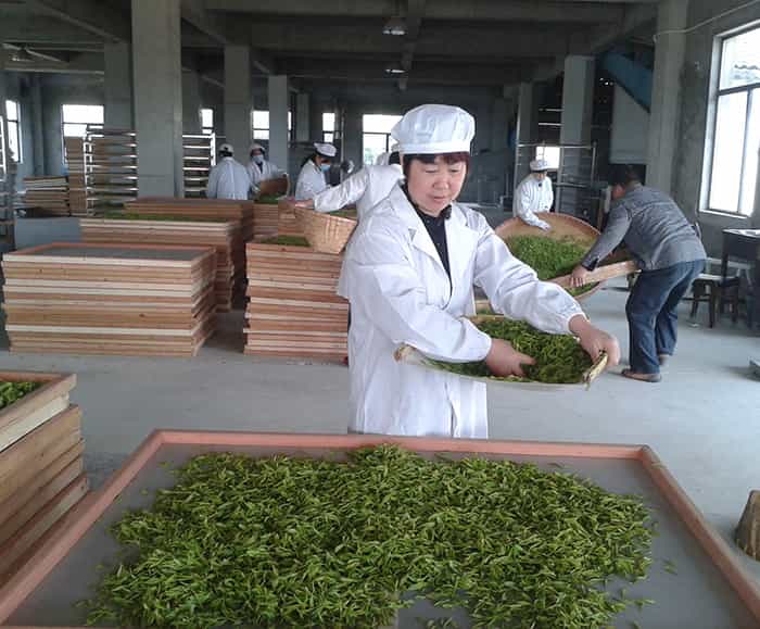 天目湖白茶禮盒價(jià)格哪個(gè)更劃算