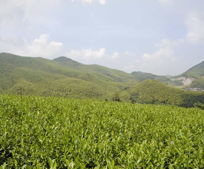 溧陽(yáng)白茶是啥茶？