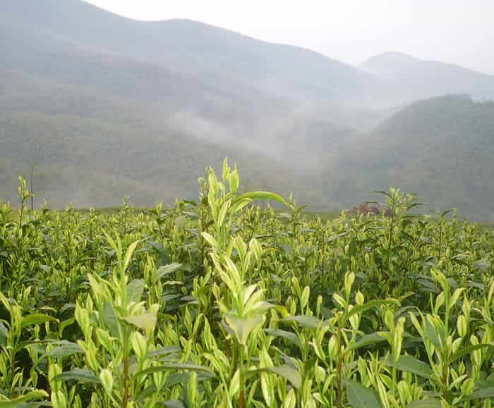 飲天目湖白茶的三流程：趣、神、味